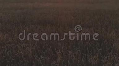 空中展<strong>开拍</strong>摄日落。 麦田的画面显示，金色的谷物作物在风中慢慢移动，小麦是草